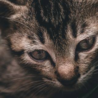 Side eyes cat wallpaper