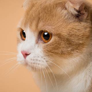 Side eyes cat wallpaper