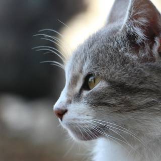 Side eyes cat wallpaper