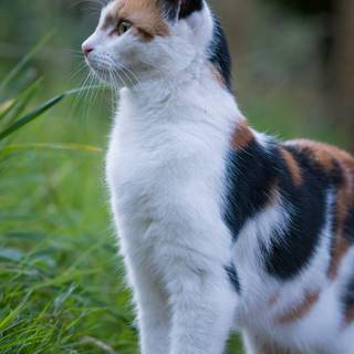 Calico cat funny wallpaper