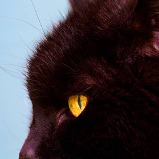 Side eyes cat wallpaper