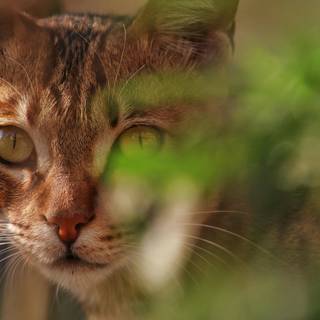 Side eyes cat wallpaper