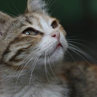 Side eyes cat wallpaper