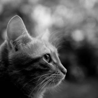 Side eyes cat wallpaper