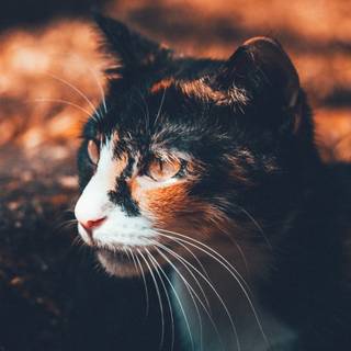 Side eyes cat wallpaper
