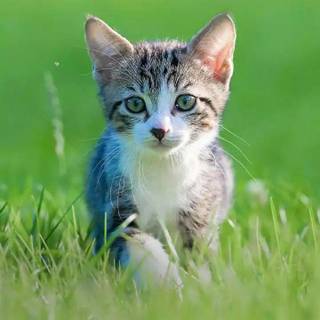 Side eyes cat wallpaper