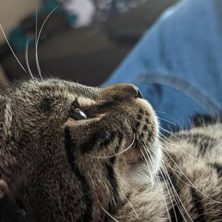 Side eyes cat wallpaper