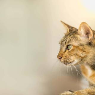 Side eyes cat wallpaper