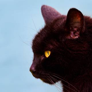 Side eyes cat wallpaper