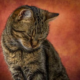 Side eyes cat wallpaper