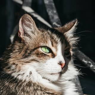 Side eyes cat wallpaper