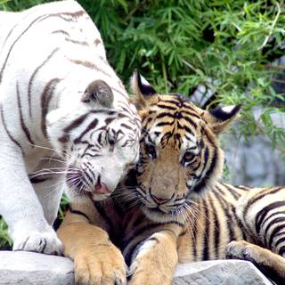 Cat and tiger wallpaper