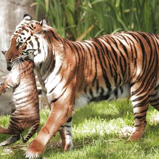 Cat and tiger wallpaper