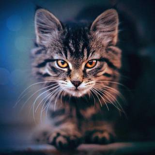 Cat and tiger wallpaper