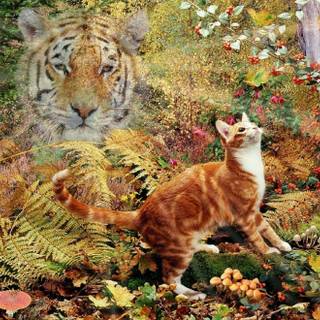 Cat and tiger wallpaper