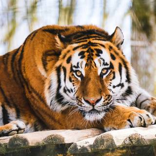 Cat and tiger wallpaper