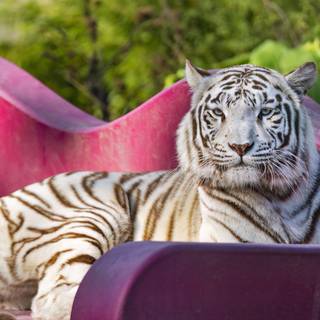 Cat and tiger wallpaper