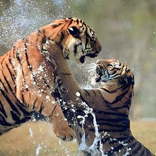 Cat and tiger wallpaper