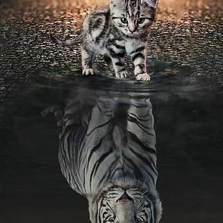 Cat and tiger wallpaper