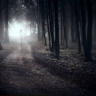 Sad forest wallpaper