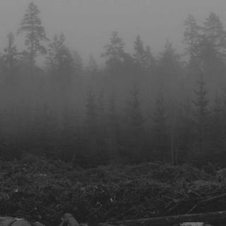 Sad forest wallpaper