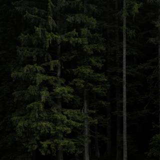 Sad forest wallpaper