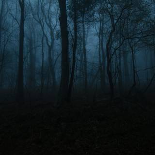 Sad forest wallpaper