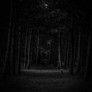 Sad forest wallpaper