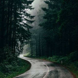 Sad forest wallpaper