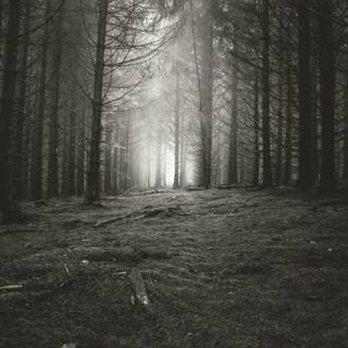 Sad forest wallpaper