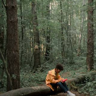 Sad forest wallpaper