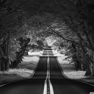 Sad forest wallpaper