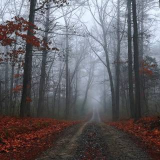 Sad forest wallpaper