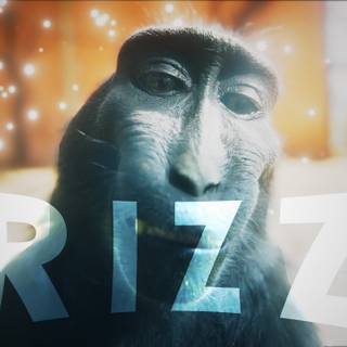 Monkey Rizz wallpaper