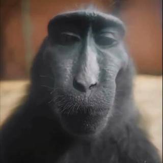 Monkey Rizz wallpaper