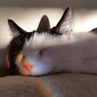 Kitty sleeping under rainbow wallpaper