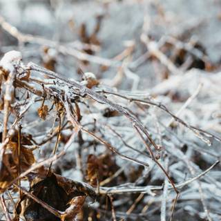 Snow flurry wallpaper