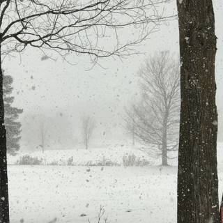 Snow flurry wallpaper