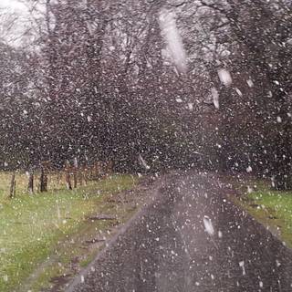 Snow flurry wallpaper