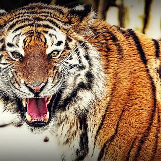 Tiger attack wallpaper