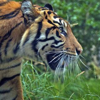 Tiger attack wallpaper