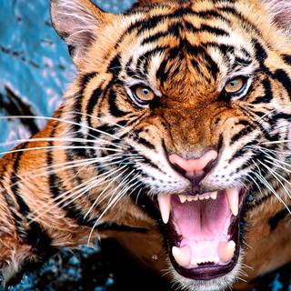 Tiger attack wallpaper