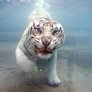 Tiger attack wallpaper