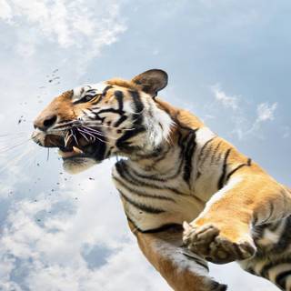 Tiger attack wallpaper