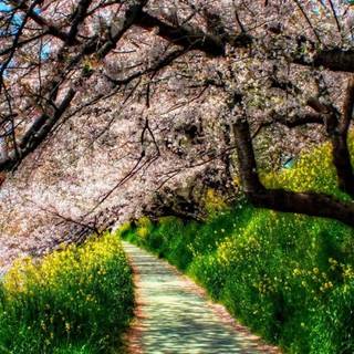 Spring weather wallpaper