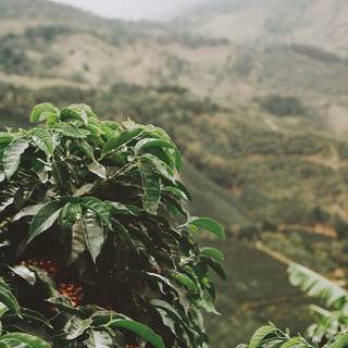 Green coffee wallpaper