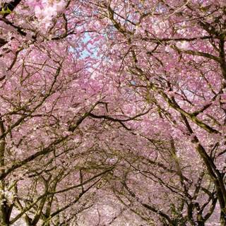 Spring weather wallpaper