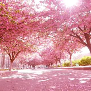 Spring weather wallpaper