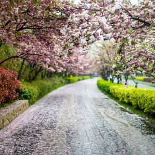 Spring weather wallpaper