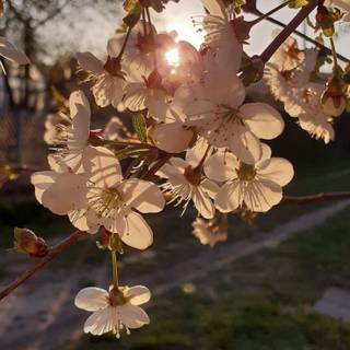 Spring weather wallpaper